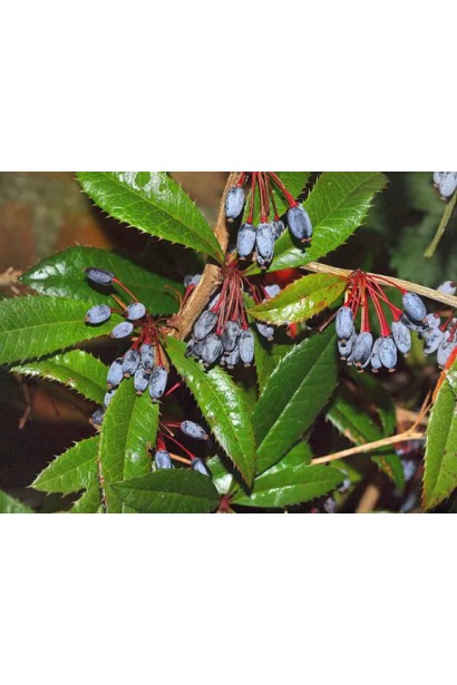 Барбарис Юлиана продолговатые синие плоды с восковым налетом.